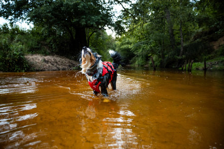 the dog runs on water, shakes off. Happy pet. active Australian Shepherdの写真素材
