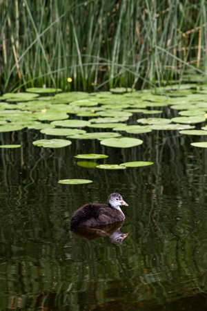 Duckling floating on the lake, close-upの写真素材