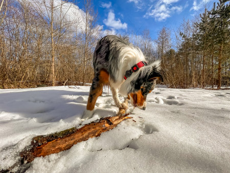 Australian Shepherd Dog Exploring and Biting a Log in a Snowy Forest Landscapeの写真素材