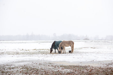 Two Horses Grazing Together in a Snowy Field Under a Grey Skyの写真素材