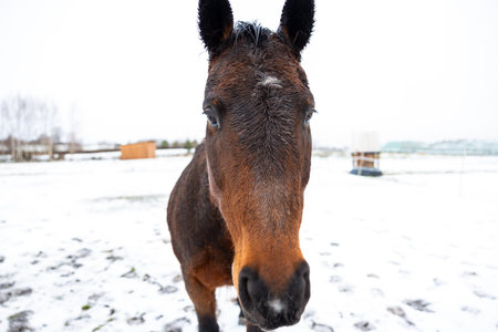 Close-up of a Friendly Horse's Face in a Snowy Fieldの写真素材