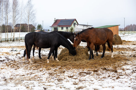 Horses Sharing Hay in a Muddy Winter Pasture Near Homesteadの写真素材