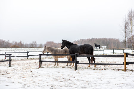 Black and Grey Horses Bonding in a Snowy Paddock Surrounded by Treesの写真素材