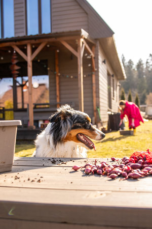 Playful dog peeks over garden planters as a woman in pink prepares for planting on a bright spring day in the backyard.の写真素材
