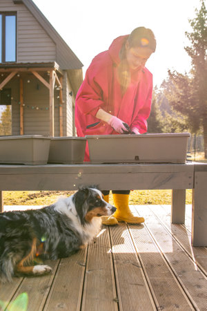 Joyful gardening session with a woman in a pink coat and a playful dog on a sunny backyard deck near a wooden house.の写真素材
