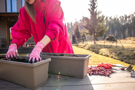 Woman in vibrant pink attire planting onion sets in a container garden during the crisp early spring morningの写真素材