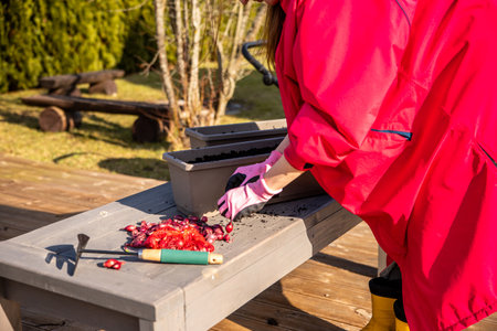Woman in vibrant pink attire planting onion sets in a container garden during the crisp early spring morningの写真素材