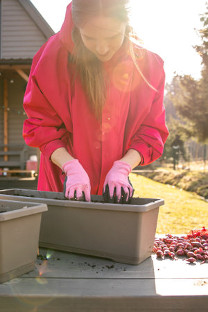 Close-up of a woman's hands in pink gloves filling a planter with soil for spring onion planting,...