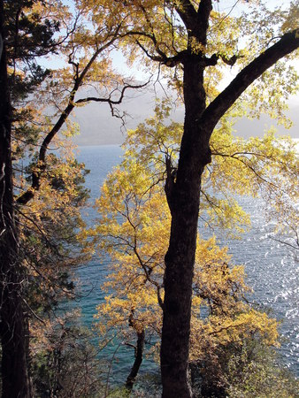 Autumn tree with yellow leafsの写真素材