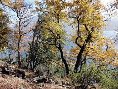 Beatiful trees with yellow leafsの写真素材
