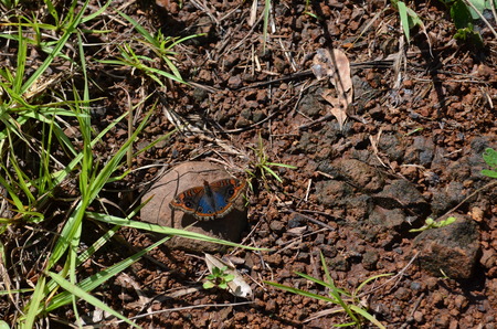 Multicolor butterflyの写真素材