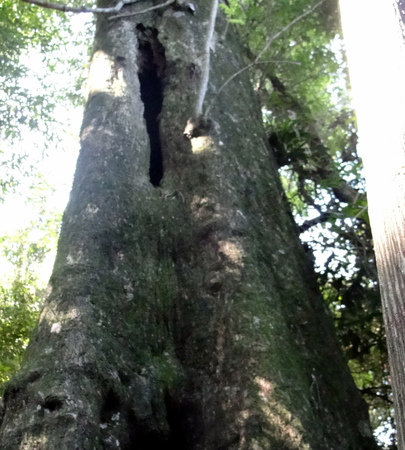 Great treeの写真素材