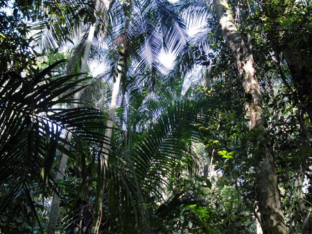 Interior view of subtropical forestの写真素材