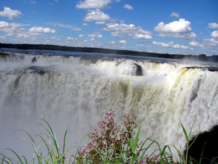 Native flower on Iguazu fallsの写真素材