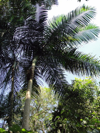 Palm treeの写真素材