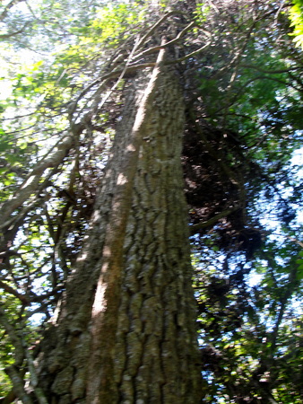 Palo Rosa treeの写真素材