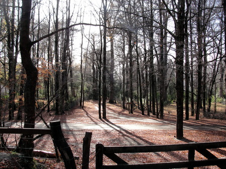 Road between trees in Quila Quinaの写真素材