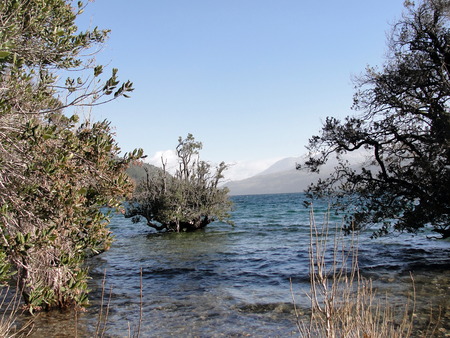 Tree on water in Lacar lakeの写真素材