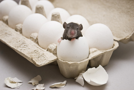 rat