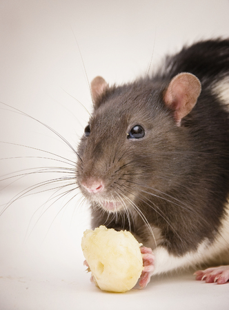 rat and cheeseの写真素材