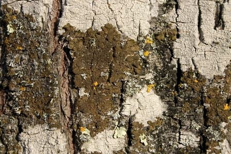 bark texture 05の写真素材