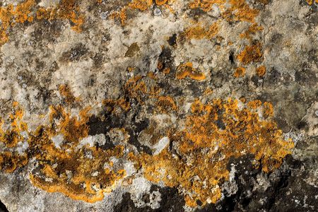 Stone texture close-up