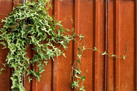 Rusty plate and climbing plantの写真素材