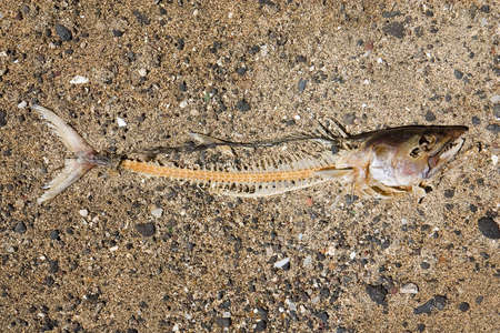 Close-up of a fish skeleton on a beachの写真素材