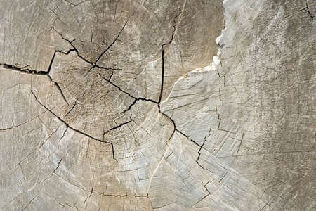 A cross section of a tree trunk
