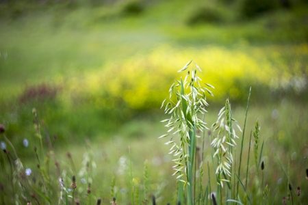Wild oat in green and yelow bokeh backgroundの写真素材