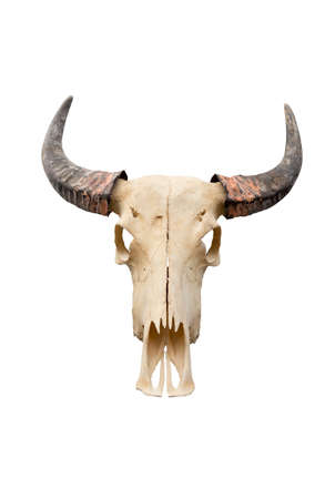 buffalo skull isolated on whiteの写真素材