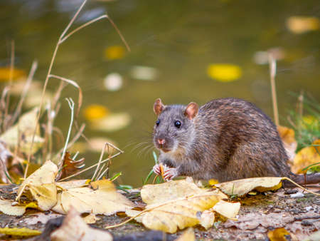 Wild rat eating food in the autumn forest close upの写真素材