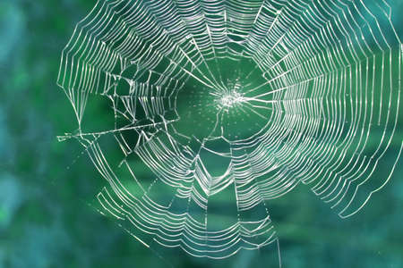 Beautiful spider web close-up on a green background, blur.