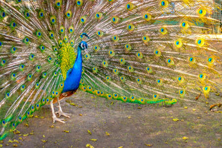 The peacock opened multicolored tail like a fan, close up. Beautiful plumage of male peacock in mating season.の写真素材
