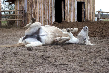 A white horse funny somersault on the ground in the mud.の写真素材