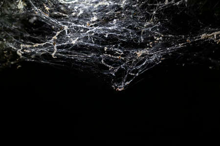 White web on black background. Concept of Halloween and trap. Copy space