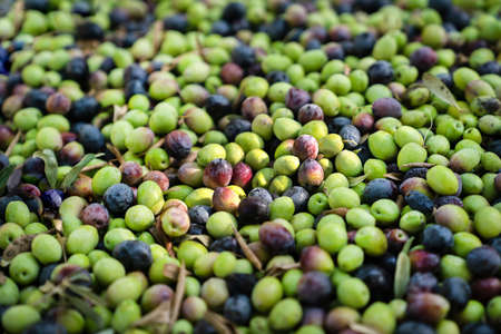 Background is scattering of green and black olives. New crop. Concept of organic products.の写真素材