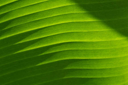 Background texture of exotic green banana leave, diagonal lines. Close-up.
