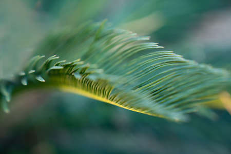 Blurred background of exotic green leaf close-up. Concept of ecologyの写真素材