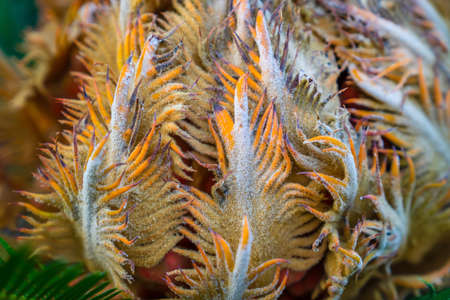 Background with exotic tropical multicolored flower with leaves in form of tentacles. Close-upの写真素材