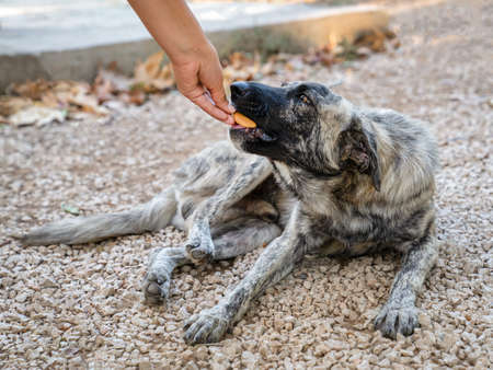 Stray dog of gray and white color lies on ground and takes food from hands of person. Woman feeds...
