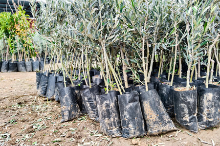 Many olive tree seedlings in plant nursery prepared for sale, for landing. Lower angleの写真素材