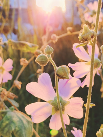Soft pink flowers in rays of sunlightの写真素材