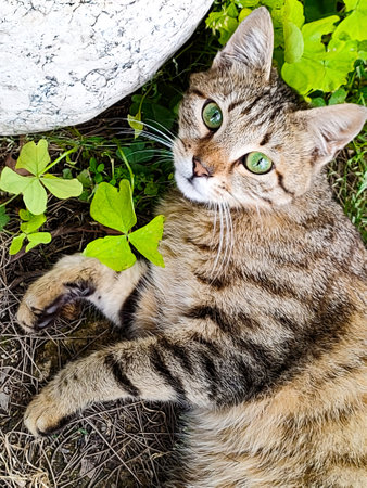 Brown tabby cat with green eyes lies in grass, looking at camera, top view