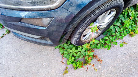 Nature reclaim on urban terrain, car tire consumed by ivy, symbolizing green resilience against...