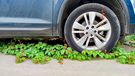 Creeping ivy overtakes car tire, depicting nature reclaiming of urban environments, contrast of...