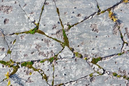 Cracked surface of the gray concrete road or sidewalk. Moss and grass sprouting in crevices....