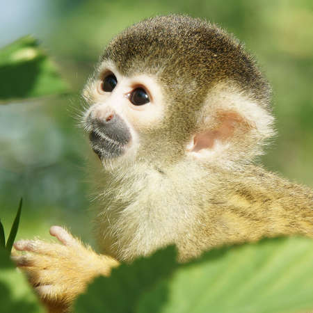 Monkeyの写真素材