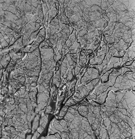 Black and white photography of abstract tree