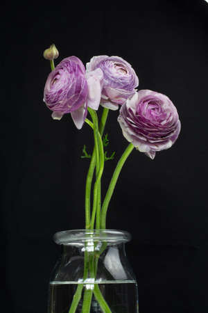 Flower on a black background, background for a postcard, poster, blog. Can be used in web design. Great for use on wedding invitations.の写真素材